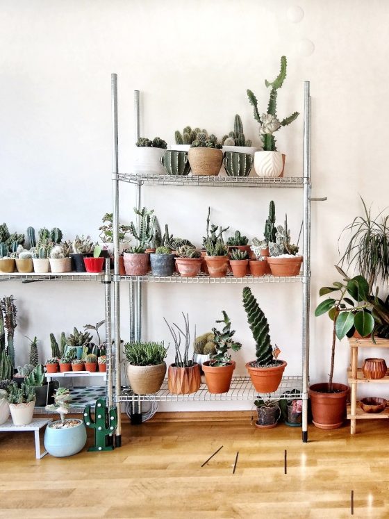 A room full of indoor plants of all shapes and sizes.