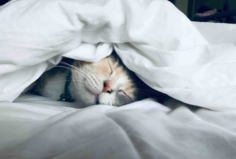 A cat snuggled under a duvet, sleeping.