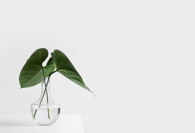 Two plant leaves sitting in a vase of water on a table